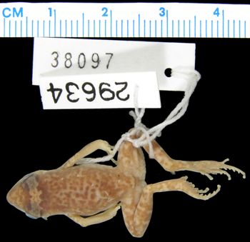 Media type: image; Herpetology A-29634